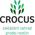 Crocus