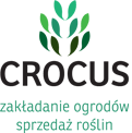 Crocus